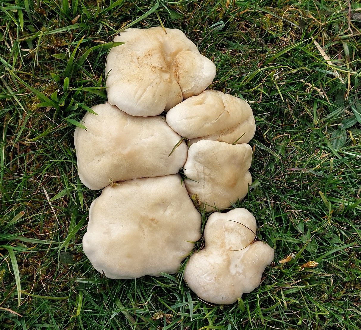 St George's Mushroom (Calocybe gambosa)