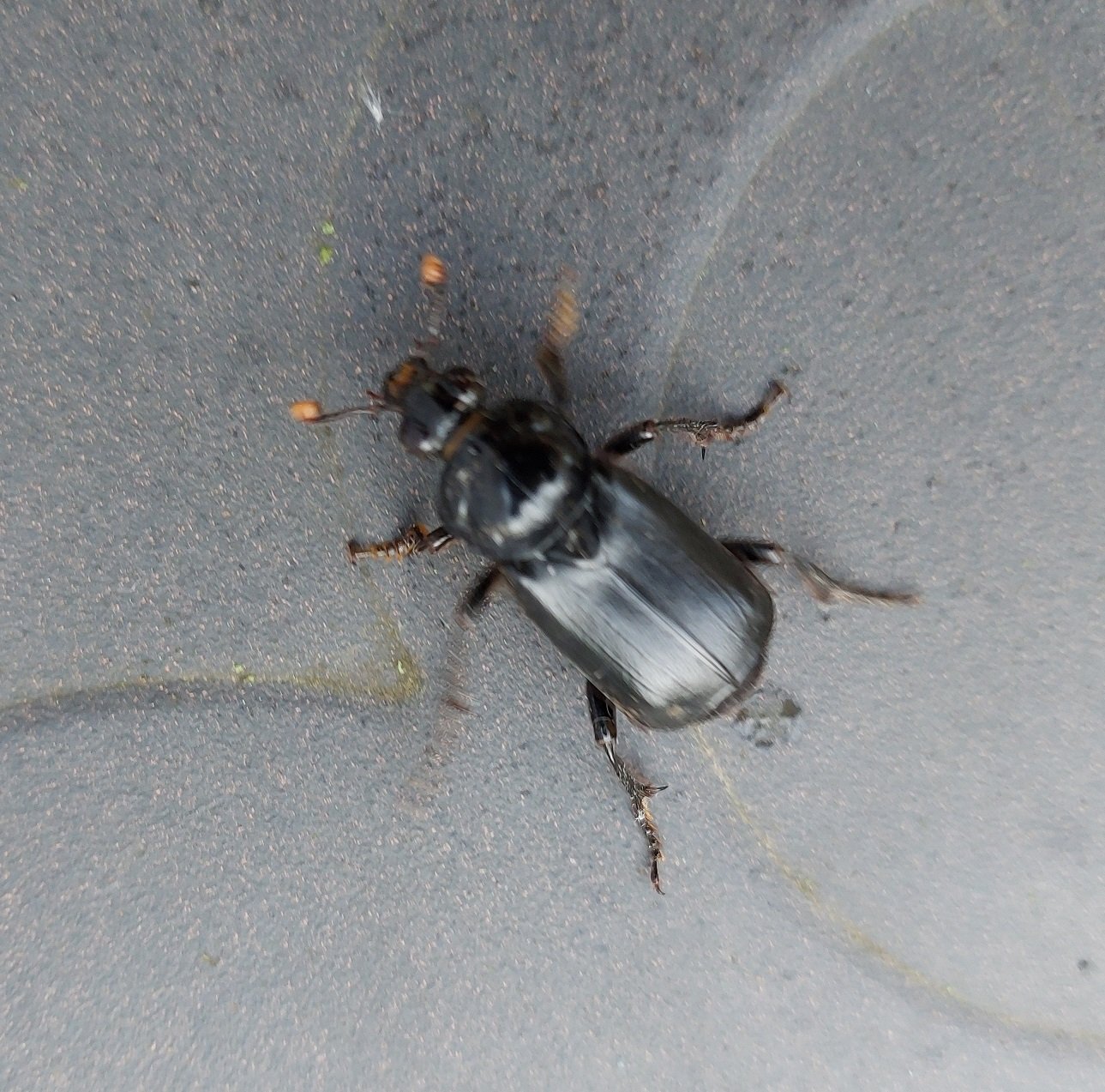 #733 Black Sexton Beetle (Nicrophorus humator)