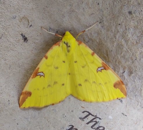 #606 Brimstone Moth (Opisthograptis luteolata)