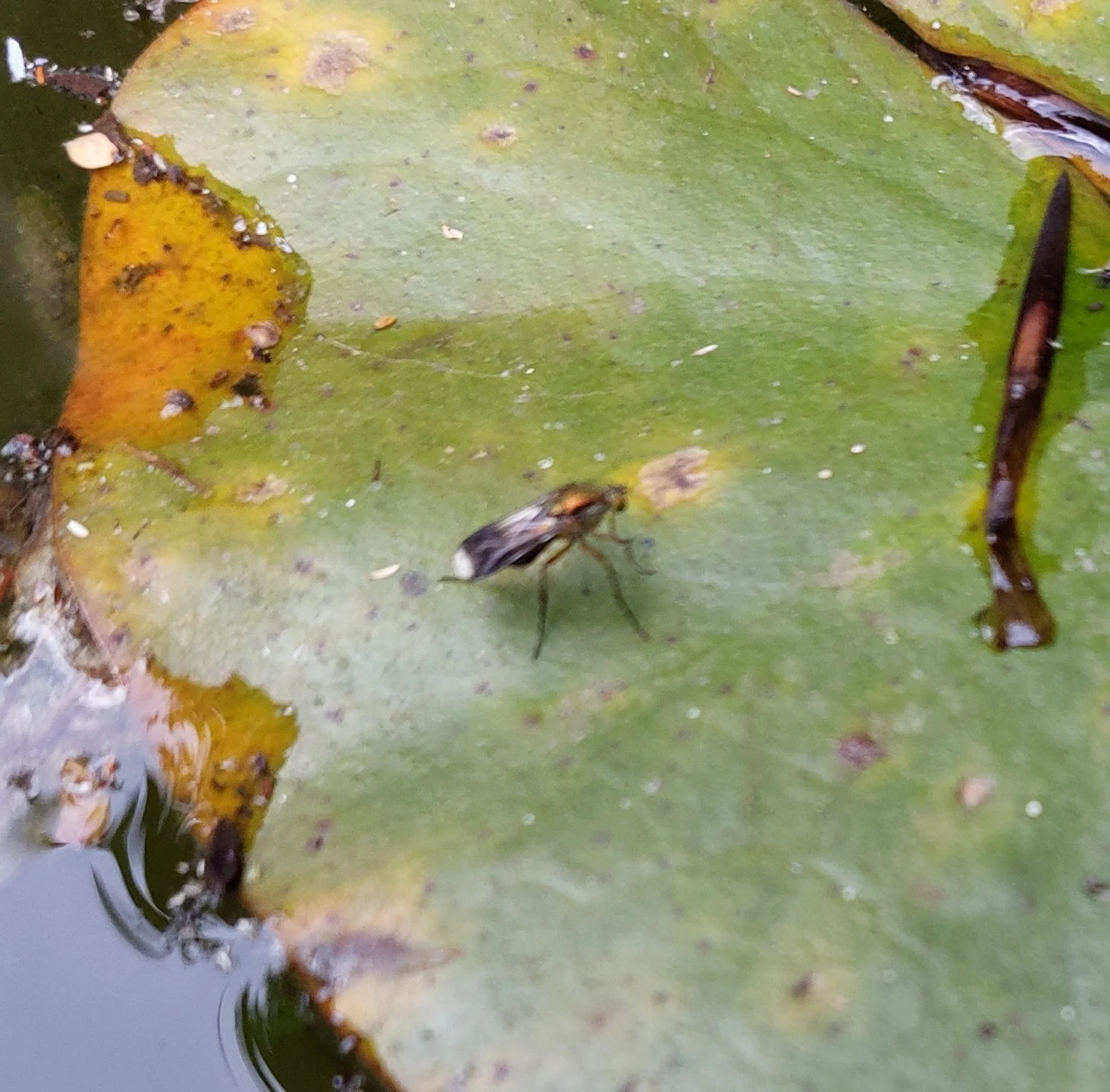 #239 Semaphore Fly (Poecilobothrus nobilitatus)