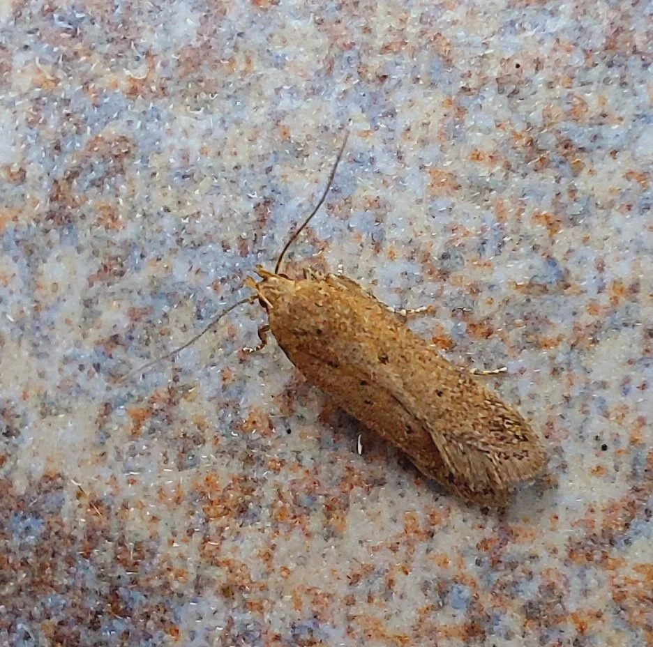 #1010 Brown Moss Moth (Bryotropha terrella)