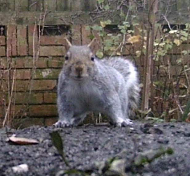 94 Grey Squirrel 2.JPG