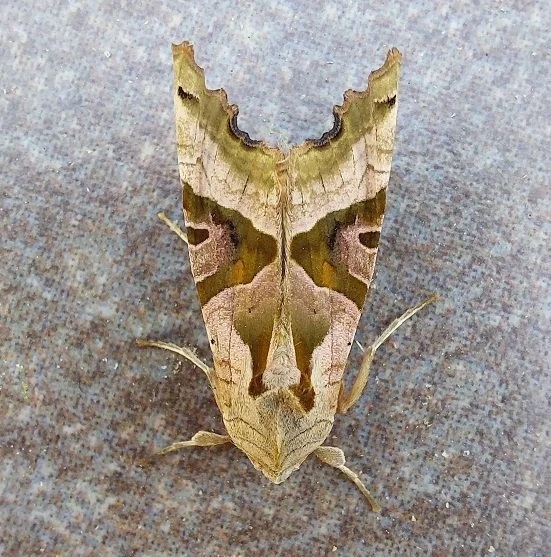#739 Angle Shades (Phlogophora meticulosa)