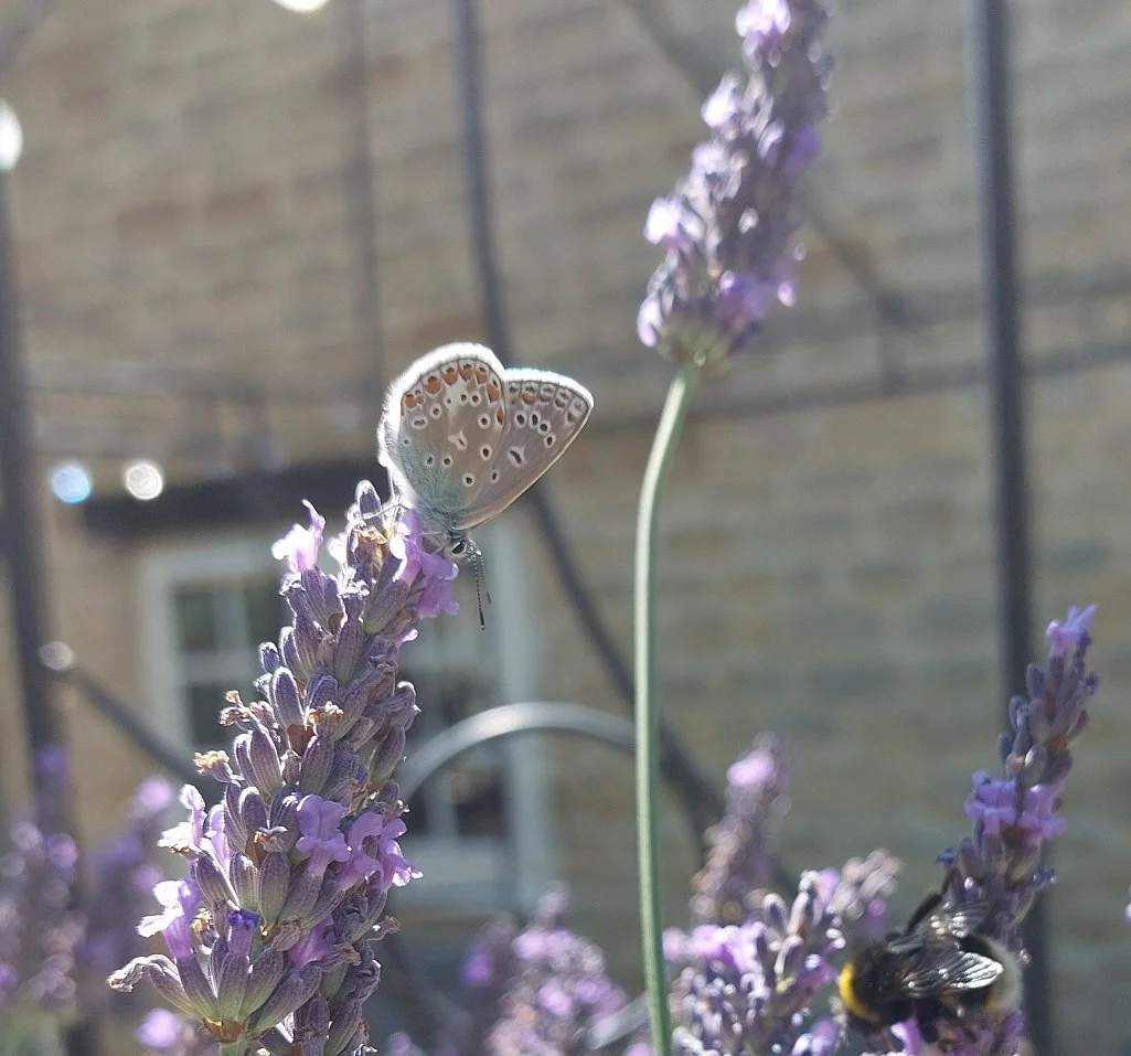 #258 Common Blue (Polyommatus icarus)
