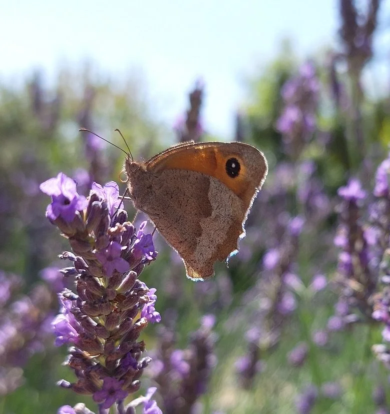 #176 Meadow Brown (Maniola jurtina)