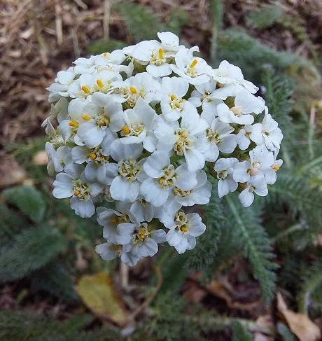 #814 Yarrow (Achillea millefolium)