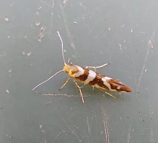 #256 Gold Argent (Argyresthia goedartella)