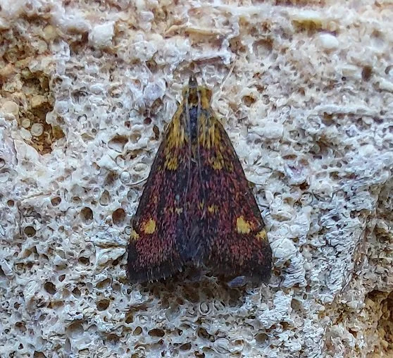 #69 Mint Moth (Pyrausta aurata)