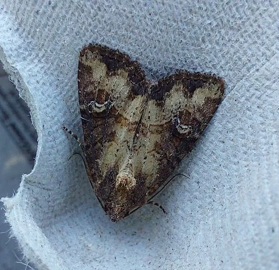 #642 Common Rustic (Mesapamea secalis)