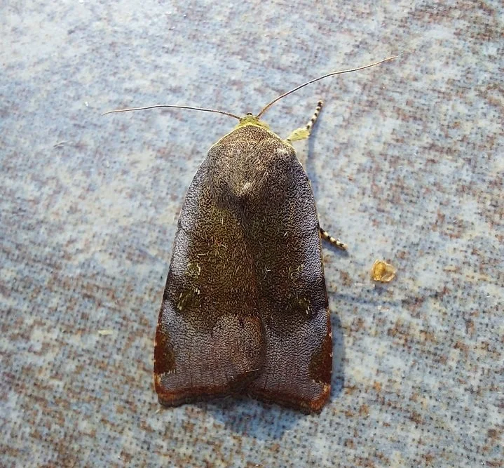 #664 Lesser BB Yellow Underwing (Noctua janthe)