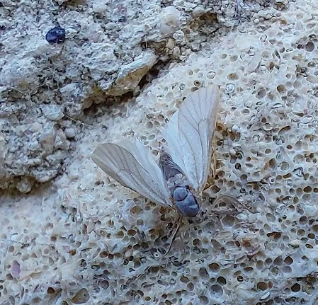 #675 Water Veneer (Acentria ephemerella)