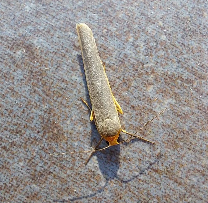#787 Scarce Footman (Manulea complana)