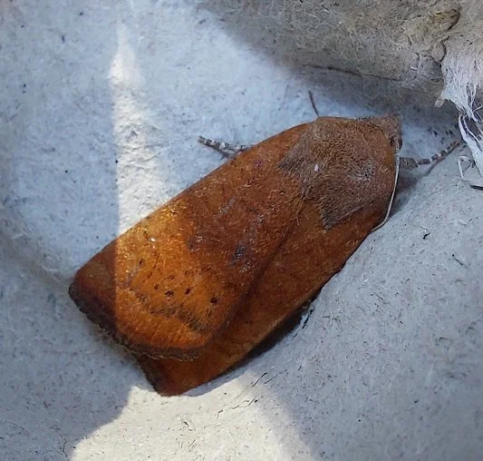 #1027 Least Yellow Underwing (Noctua interjecta)