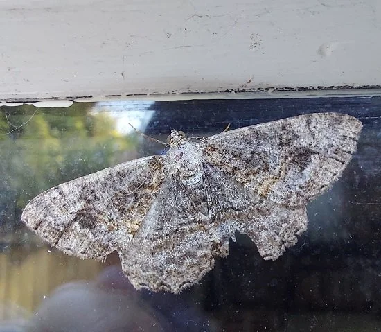 #1028 Mottled Beauty (Alcis repandata)