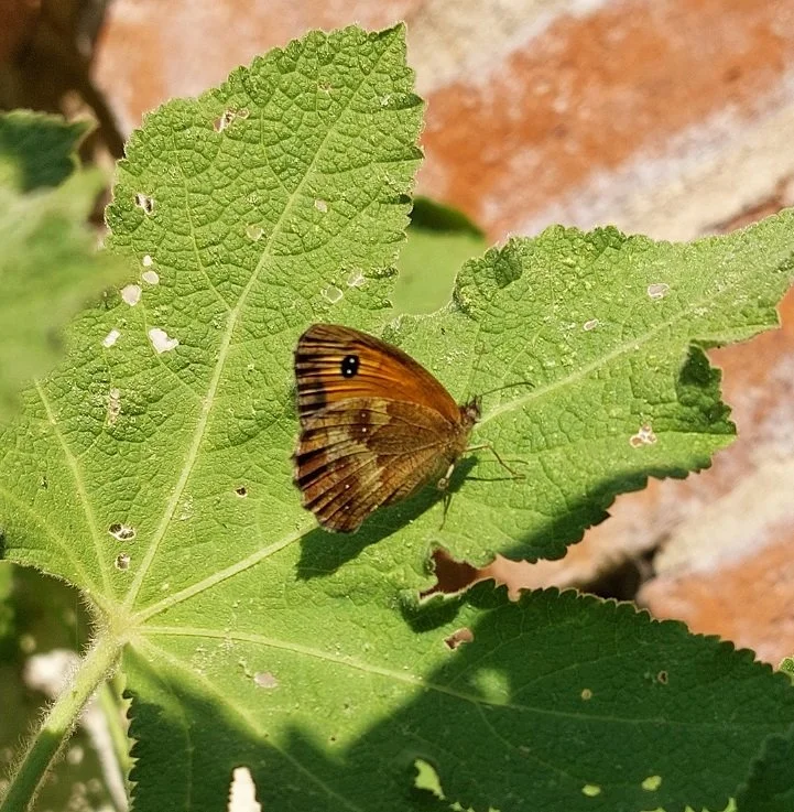 #262 Gatekeeper (Pyronia tithonus)