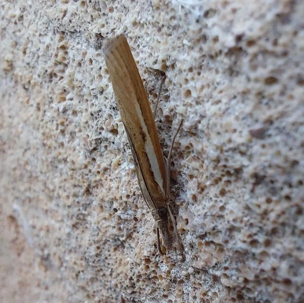 #286 Common Grass Veneer (Agriphila tristella)