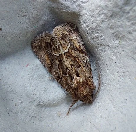 #660 Straw Underwing (Thalpophila matura)