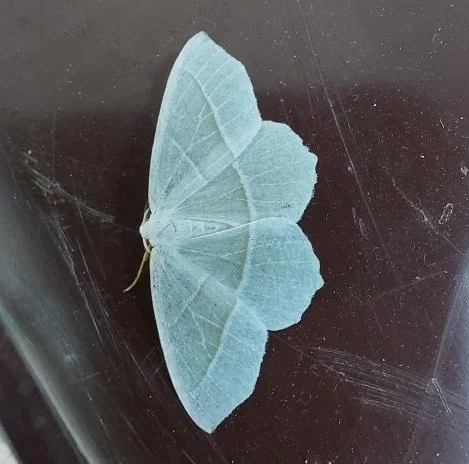 #700 Light Emerald (Campaea margaritata)
