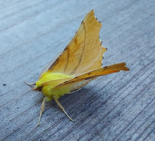  #827 Canary-shouldered Thorn (Ennomos alniaria) 