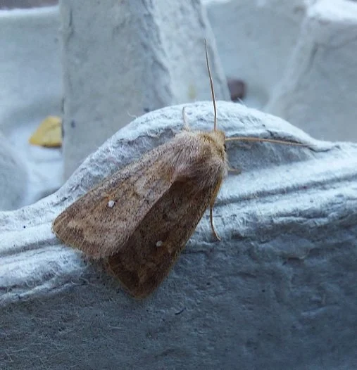 #966 White-point (Mythimna albipuncta)