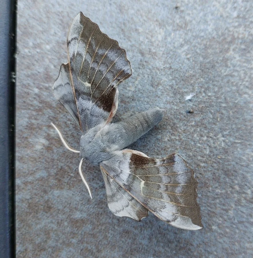 #663 Poplar Hawk-moth (Laothoe populi)