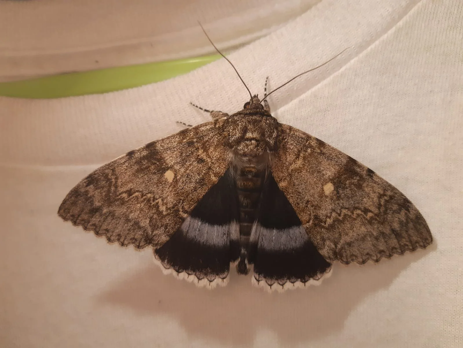 689 Clifden Nonpareil.jpg