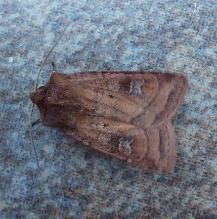 #682 Square-spot Rustic (Xestia xanthographa)