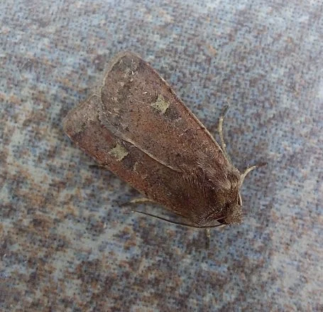 #761 Small Square-spot (Diarsia rubi)