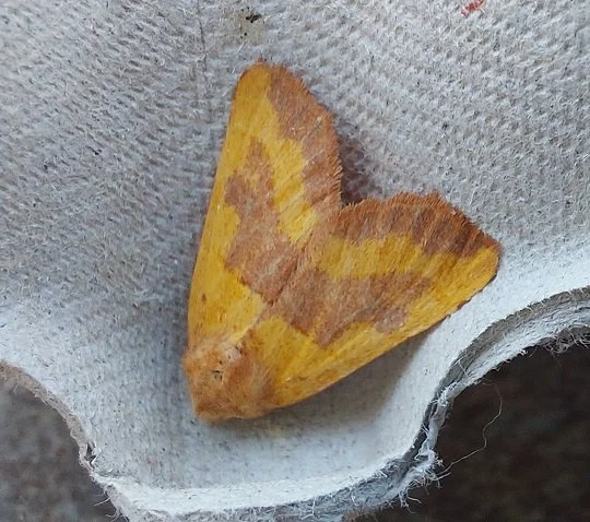 #820 Centre-barred Sallow (Atethmia centrago)