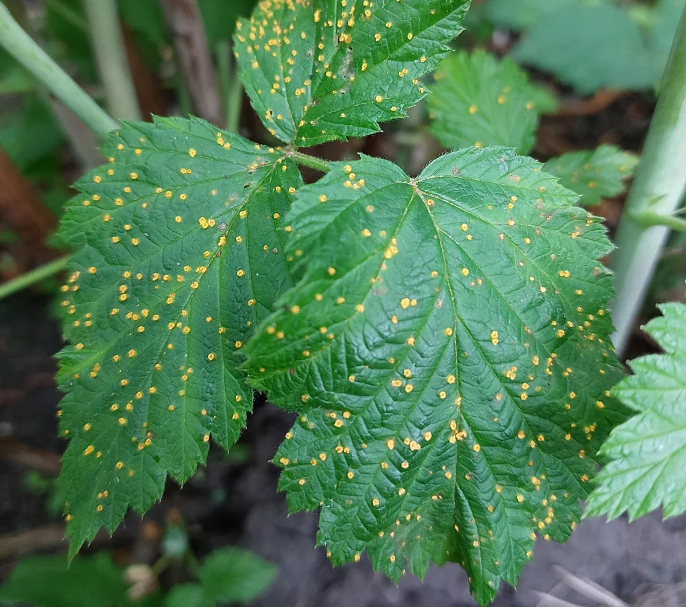 Raspberry Yellow Rust (Phragmidium rubi-idaei) — microEden
