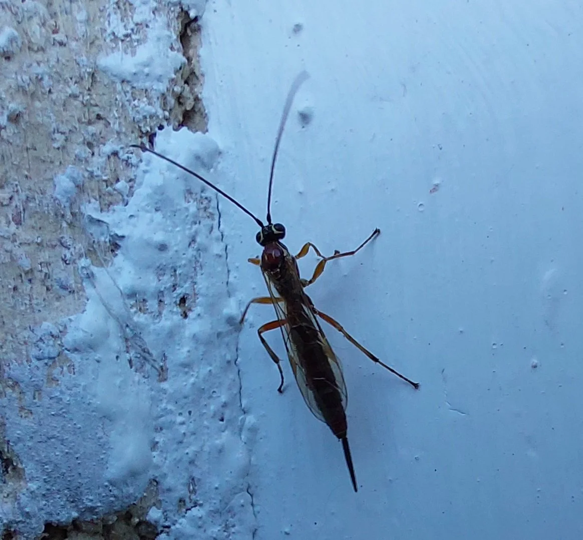 972 Tromatobia lineatoria — microEden