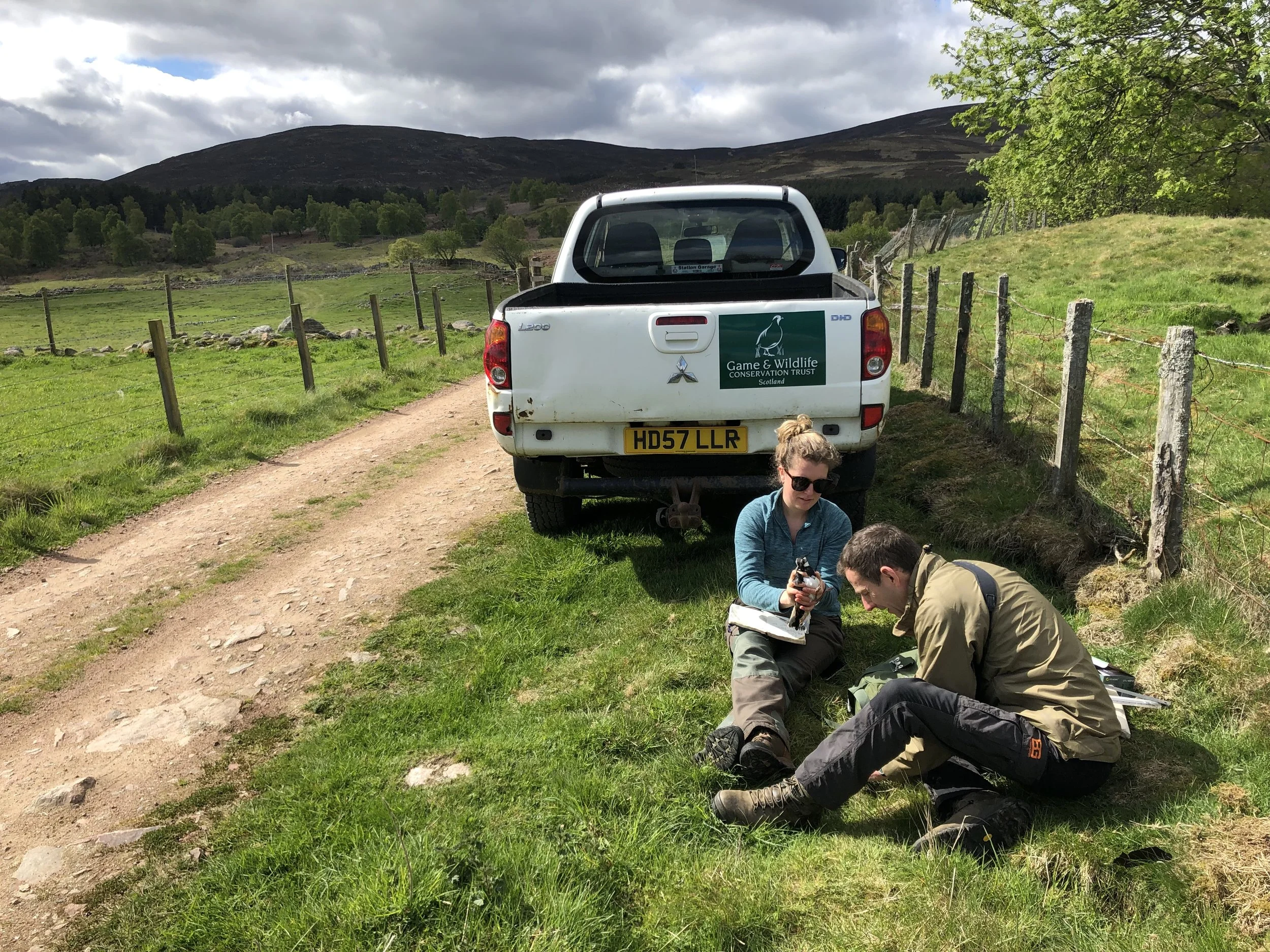 GWCT researchers tagging adult lapwings, May 2019