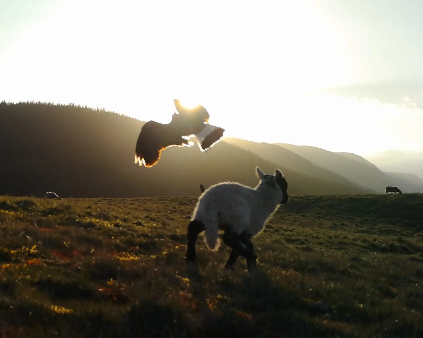 Waders and Livestock