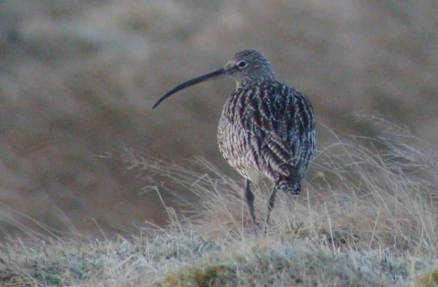 Wader Week - by Dave Parish