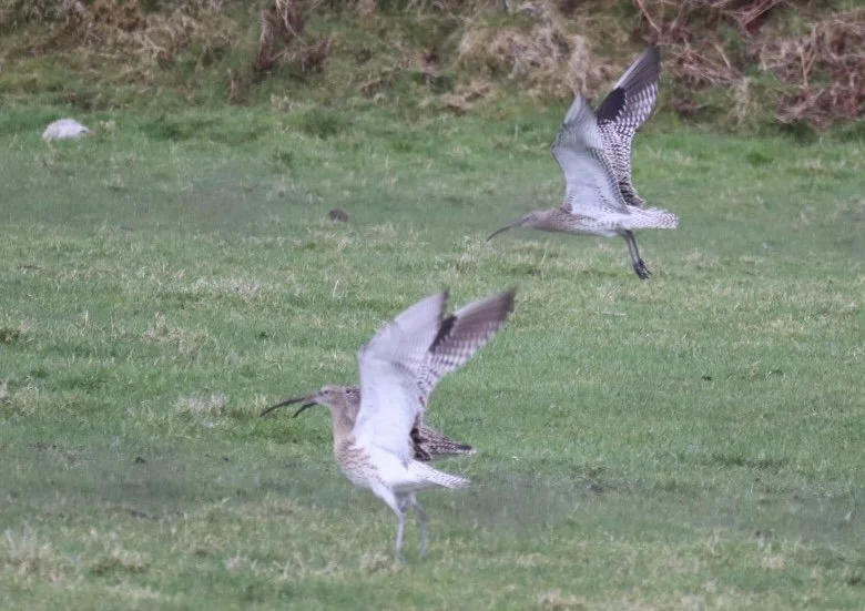 What's a Wader Recovery Area?