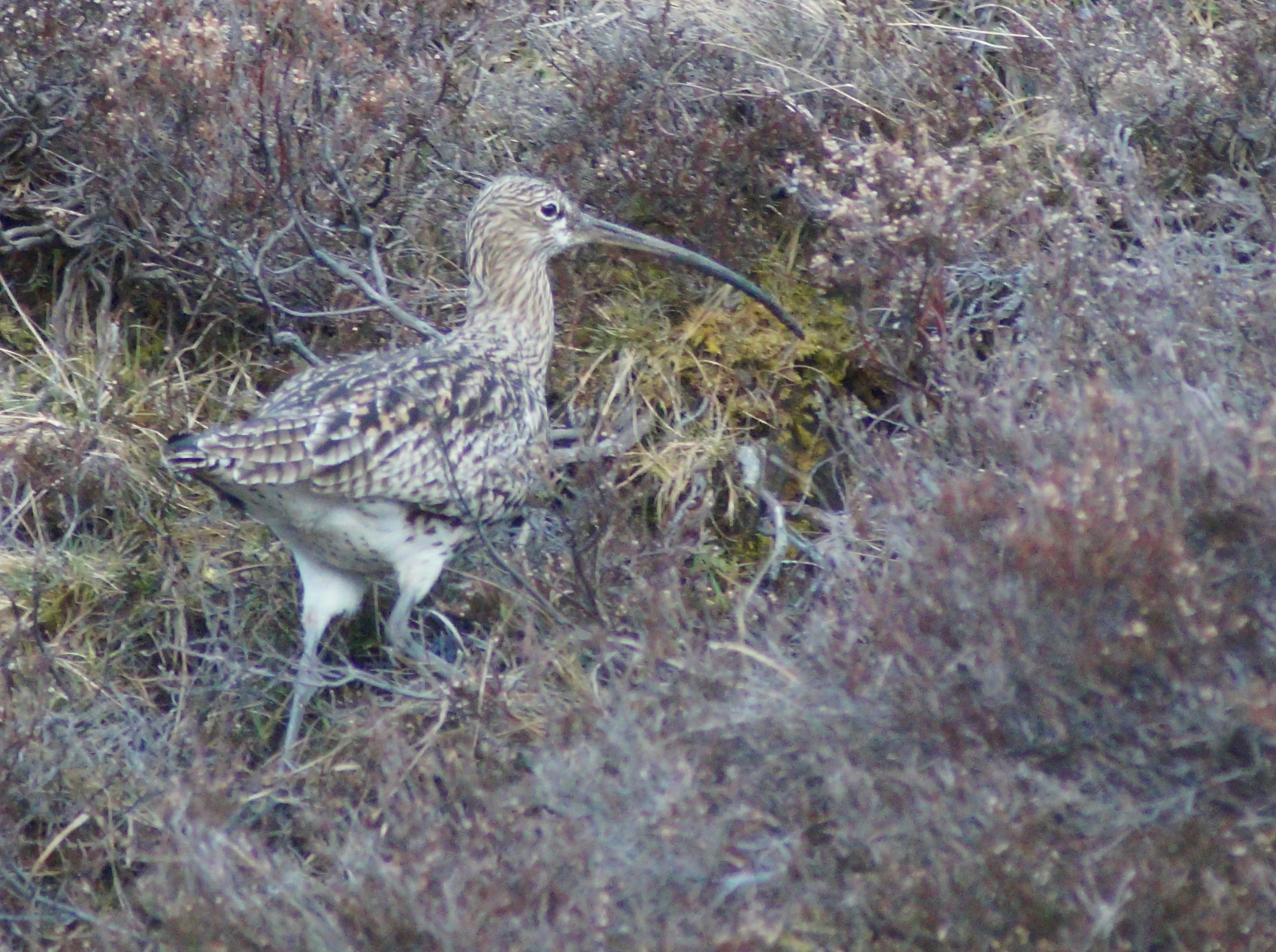 Welcome to Wader Week 2026!