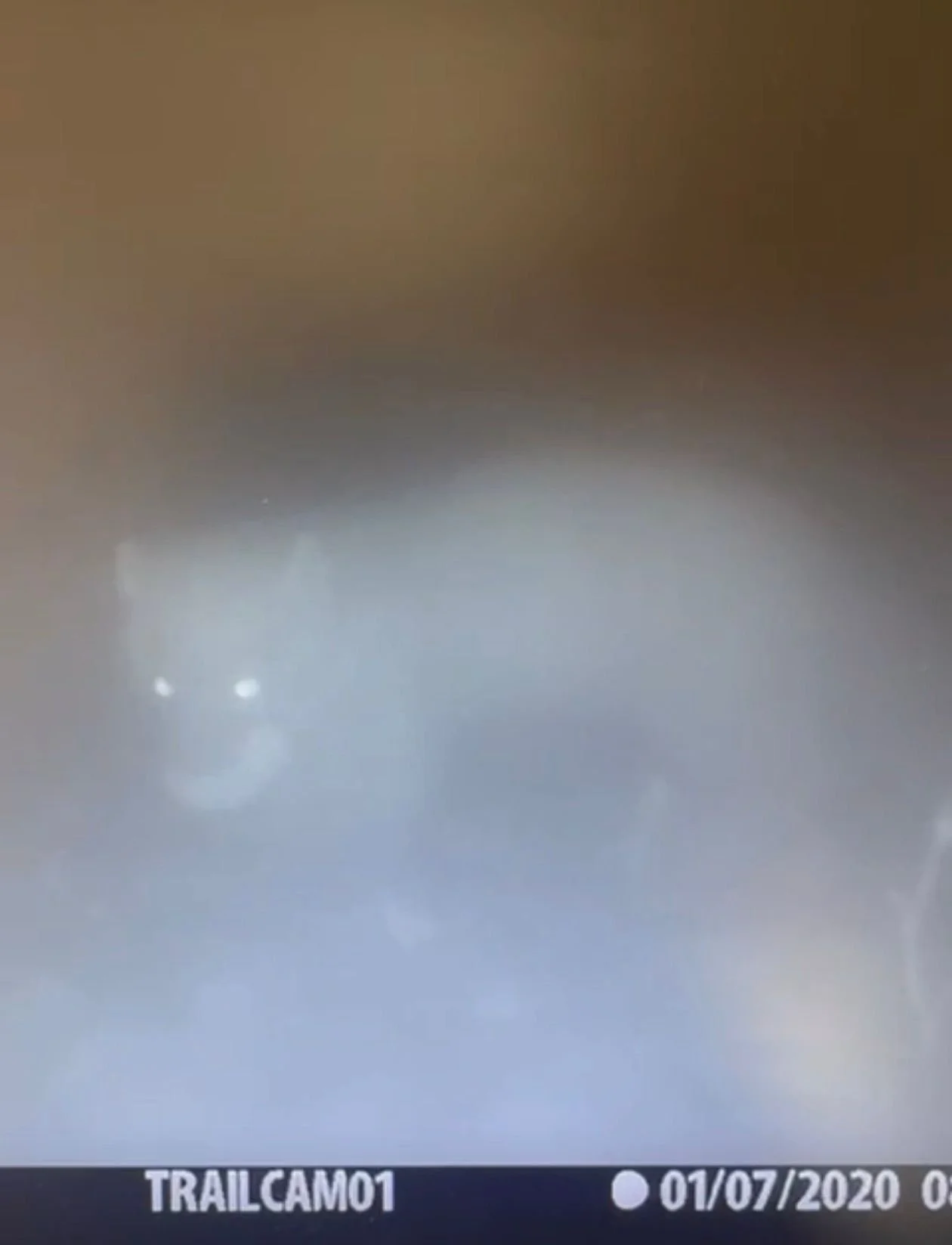 Nest Cameras 2026 