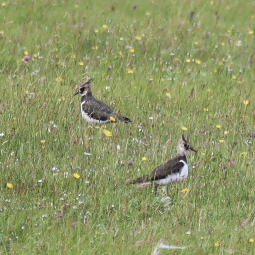 WaMS – a new way to learn from local wader monitoring projects