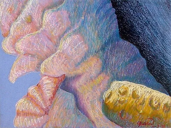 Shells_2.jpg