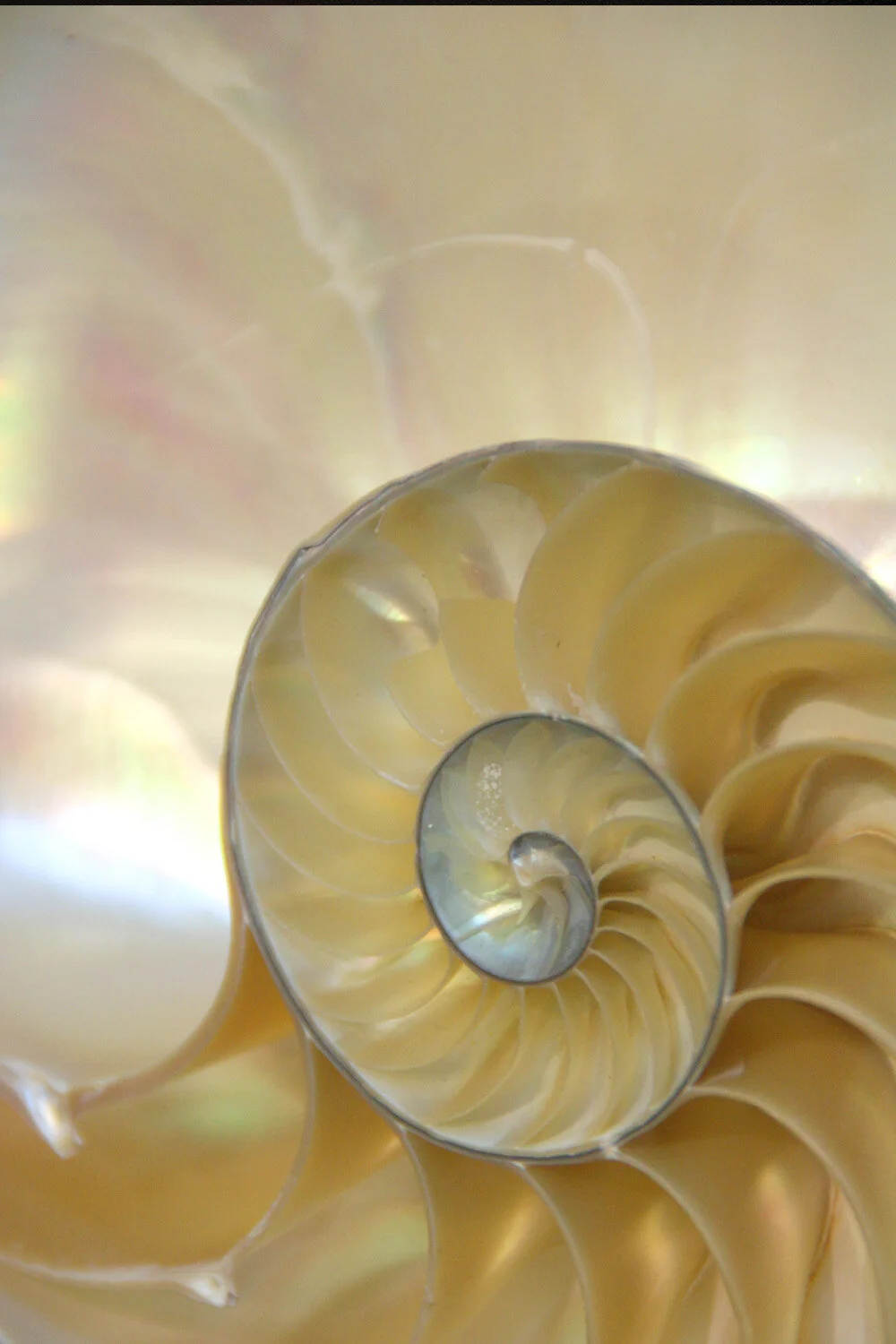 1 Nautilus.jpg