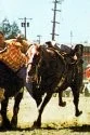1994 Inductee Animal Spud.jpg