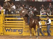 2016 Inductee Animal 367 Painted Smile.jpg