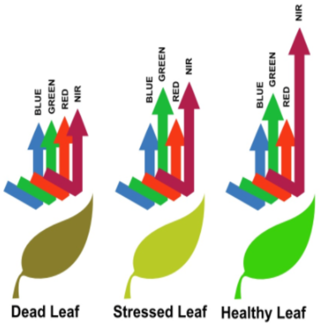 As you can see, a stressed leaf and a healthy leaf reflect nearly the same amount of blue, green, red light, but a healthy leaf reflects more near-infrared light.