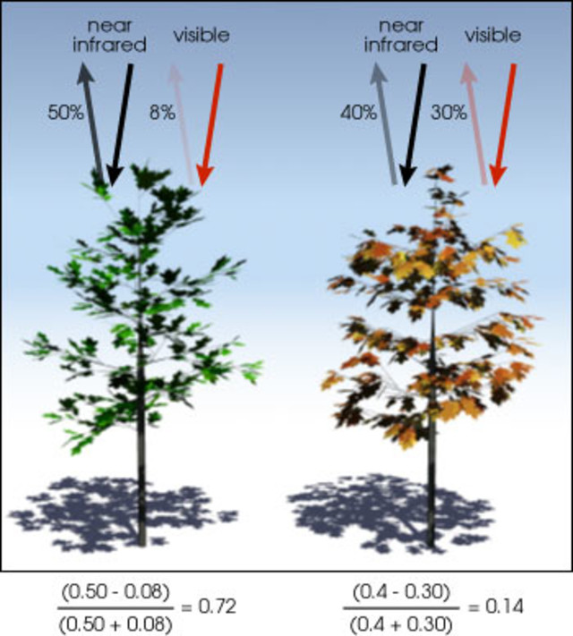 Healthy vegetation (left) absorbs most of the visible light that hits it and reflects a large portion of the near-infrared light. Unhealthy or sparse vegetation (right) reflects more visible light and less near-infrared light. The numbers on the figure above are representative of actual values, but real vegetation is much more varied. (Illustration by Robert Simmon)