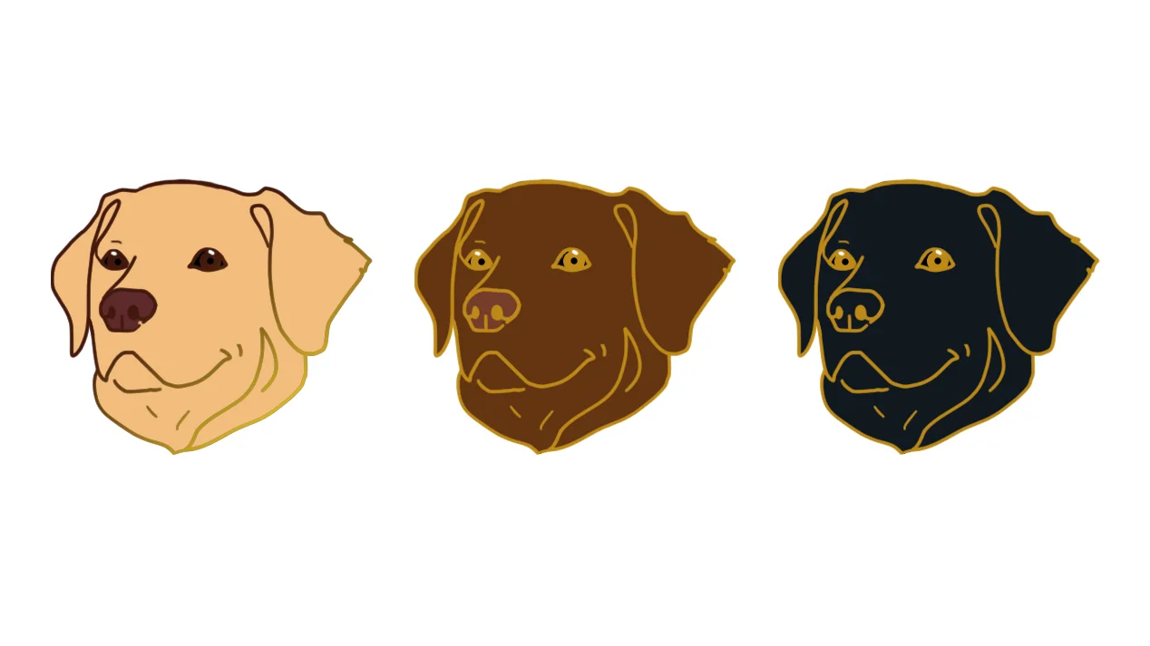 Labrador.jpg