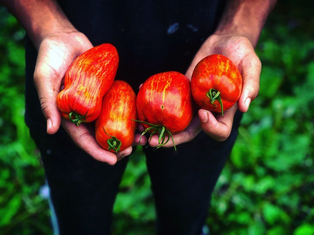 common hands tomatoes.jpg