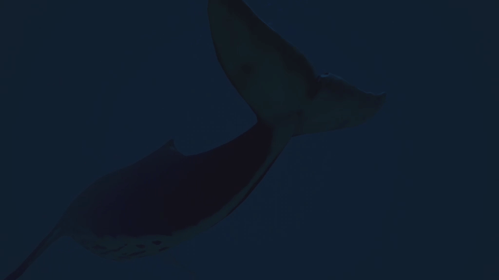 EchoOfTheAbyss_whale.gif