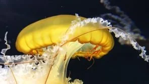 Bea Maggipinto - FLOW