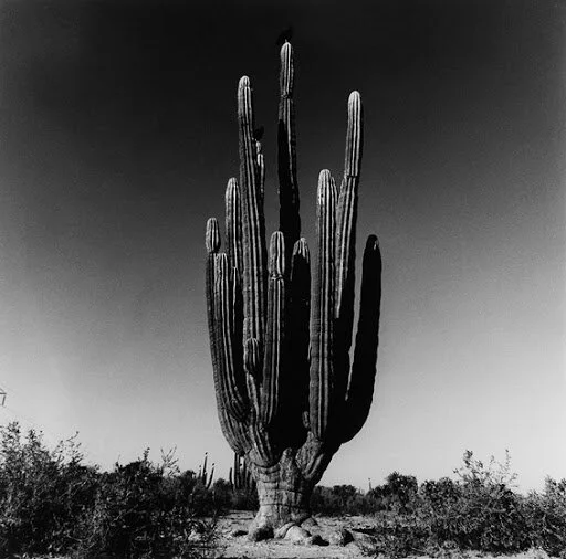 Image:  Graciela Iturbide