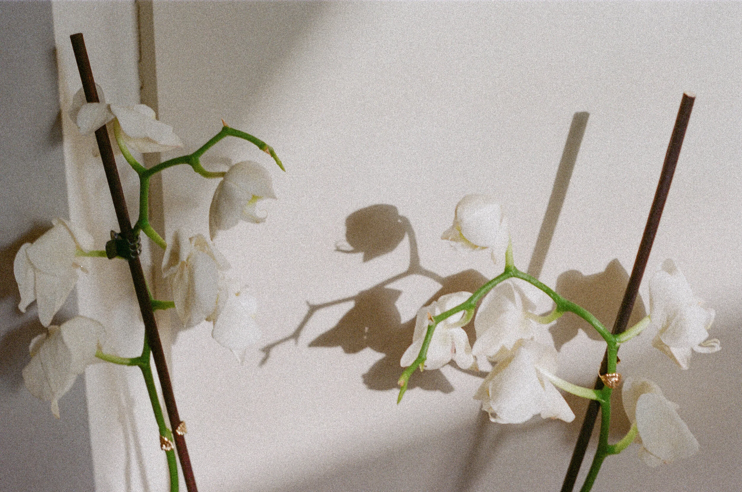 Orchids at Home.jpg